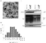 CD81 Antibody in Western Blot (WB)