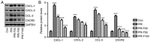 CXCL2 Antibody in Western Blot (WB)