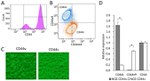 CD44std Antibody in Flow Cytometry (Flow)