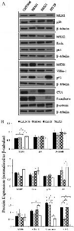 MSH6 Antibody in Western Blot (WB)