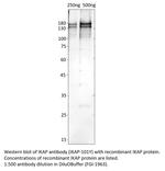 IKAP Antibody in Western Blot (WB)