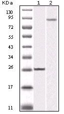 IKK beta Antibody in Western Blot (WB)