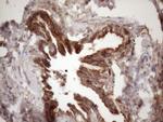 IKBKE Antibody in Immunohistochemistry (Paraffin) (IHC (P))