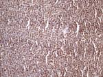 IKBKE Antibody in Immunohistochemistry (Paraffin) (IHC (P))