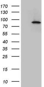 IKBKE Antibody in Western Blot (WB)