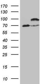 IKBKE Antibody in Western Blot (WB)