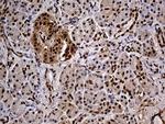 IKBKG Antibody in Immunohistochemistry (Paraffin) (IHC (P))