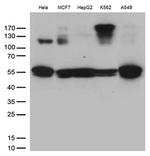 IKBKG Antibody in Western Blot (WB)