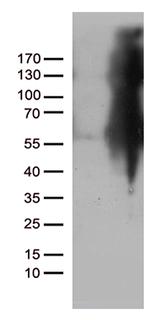 IKBKG Antibody in Western Blot (WB)