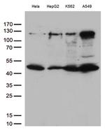 IKBKG Antibody in Western Blot (WB)