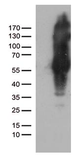 IKBKG Antibody in Western Blot (WB)