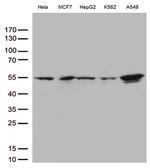 IKBKG Antibody in Western Blot (WB)