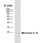 IL-10 Antibody in Western Blot (WB)