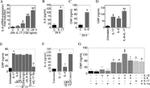 IL-17A Antibody in ELISA (ELISA)