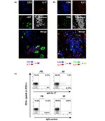 IL-17A Antibody in Immunohistochemistry (IHC)