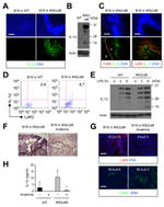 IL-1 beta (Pro-form) Antibody in Flow Cytometry, ELISA (Flow, ELISA)