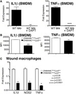 IL-1 beta (Pro-form) Antibody in Flow Cytometry (Flow)