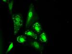 IL-3 Antibody in Immunocytochemistry (ICC/IF)