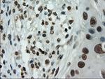 IL-3 Antibody in Immunohistochemistry (Paraffin) (IHC (P))