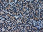 IL-3 Antibody in Immunohistochemistry (Paraffin) (IHC (P))