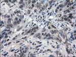 IL-3 Antibody in Immunohistochemistry (Paraffin) (IHC (P))