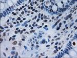 IL-3 Antibody in Immunohistochemistry (Paraffin) (IHC (P))