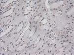 IL-3 Antibody in Immunohistochemistry (Paraffin) (IHC (P))