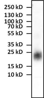 IL-4 Antibody in Western Blot (WB)