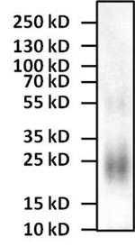 IL-4 Antibody in Western Blot (WB)