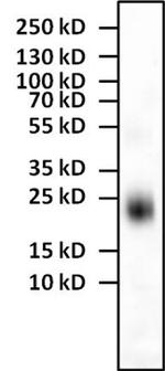 IL-4 Antibody in Western Blot (WB)