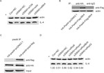 IL-4 Antibody in Western Blot (WB)