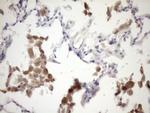 IL12A Antibody in Immunohistochemistry (Paraffin) (IHC (P))