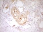 IL12B Antibody in Immunohistochemistry (Paraffin) (IHC (P))