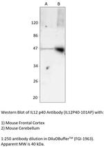 IL12 p40 Antibody in Western Blot (WB)