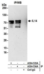 IL14 Antibody in Western Blot (WB)