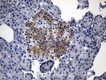 IL17B Antibody in Immunohistochemistry (Paraffin) (IHC (P))