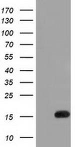 IL1F6 Antibody in Western Blot (WB)