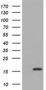 IL1F6 Antibody in Western Blot (WB)