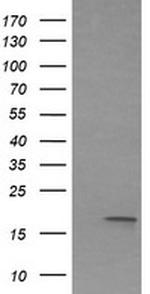 IL1F9 Antibody in Western Blot (WB)