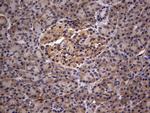 IL1RN Antibody in Immunohistochemistry (Paraffin) (IHC (P))