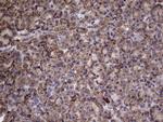 IL1RN Antibody in Immunohistochemistry (Paraffin) (IHC (P))