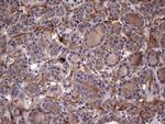 IL1RN Antibody in Immunohistochemistry (Paraffin) (IHC (P))