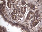 IL1RN Antibody in Immunohistochemistry (Paraffin) (IHC (P))