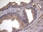 IL1RN Antibody in Immunohistochemistry (Paraffin) (IHC (P))