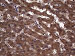 IL1RN Antibody in Immunohistochemistry (Paraffin) (IHC (P))