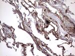 IL1RN Antibody in Immunohistochemistry (Paraffin) (IHC (P))