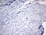 IL20 Antibody in Immunohistochemistry (Paraffin) (IHC (P))