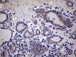 IL20 Antibody in Immunohistochemistry (Paraffin) (IHC (P))