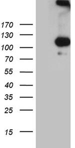 IL20RA Antibody in Western Blot (WB)