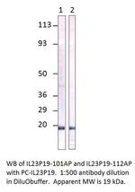 IL23 P19 Antibody in Western Blot (WB)